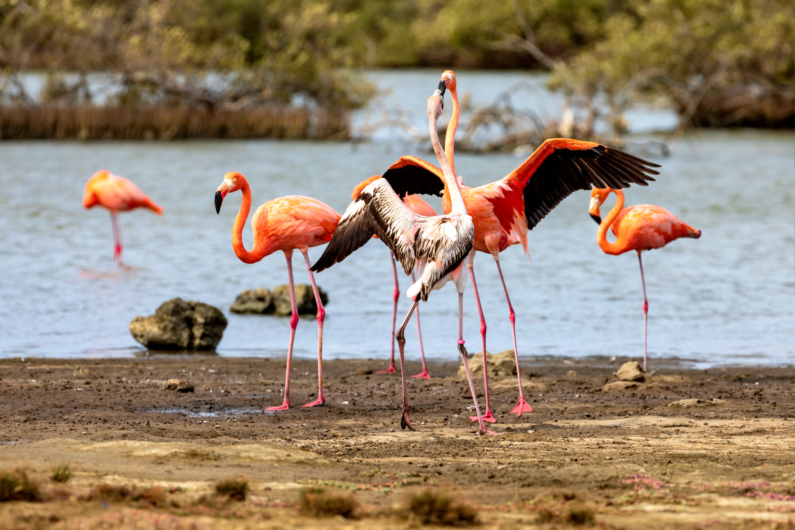 Flamingos on Bonaire Island
