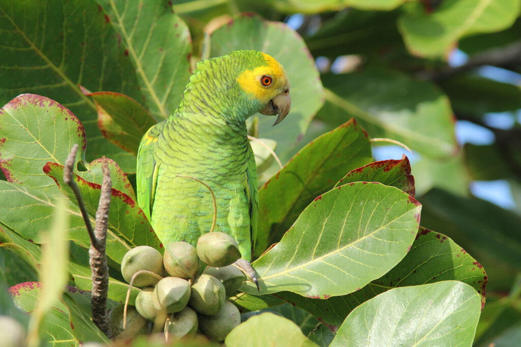 Bonaire Island Nature: Lora on Bonaire